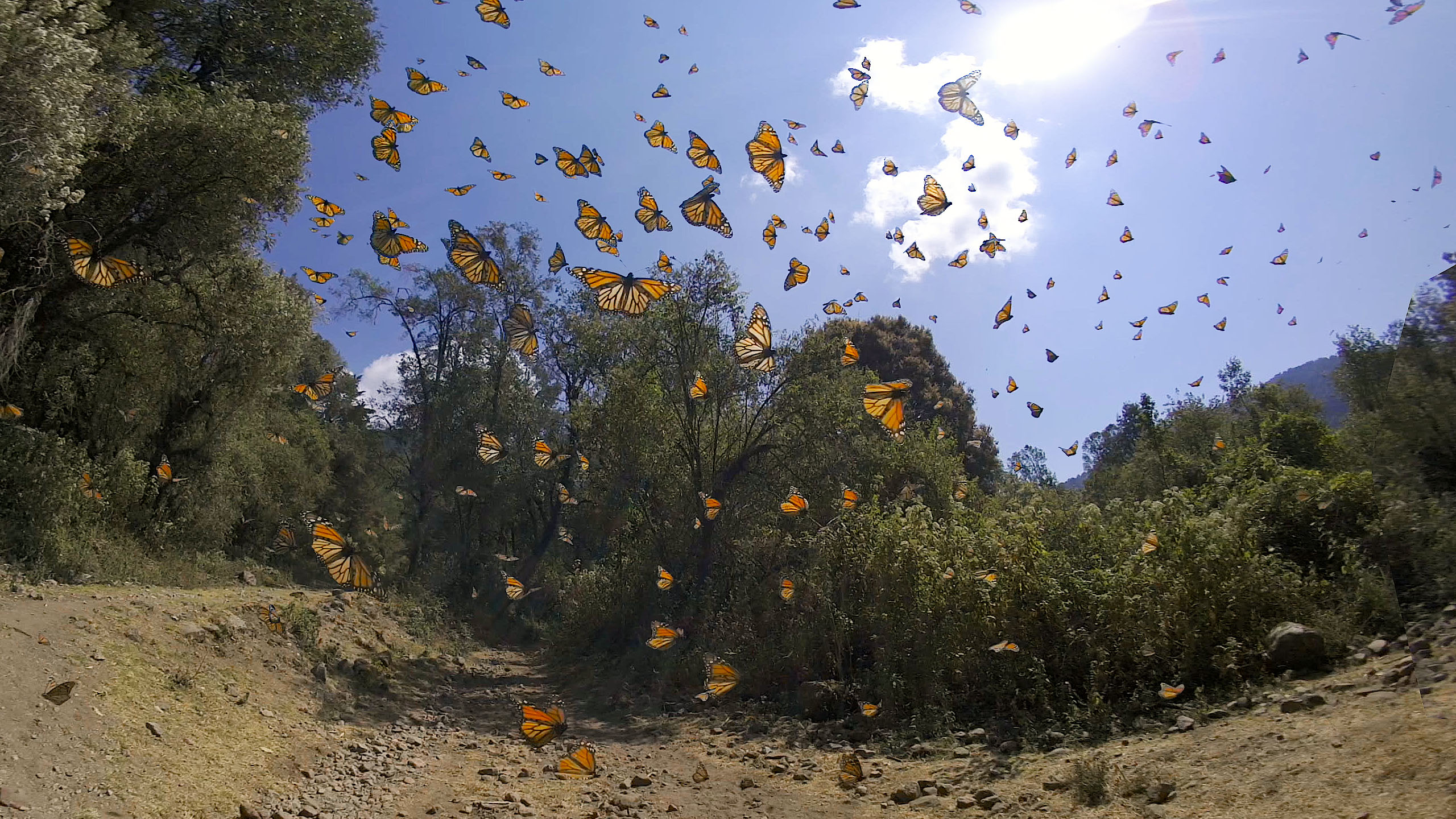 The Monarch Effect | A Story of Resilience — image 2