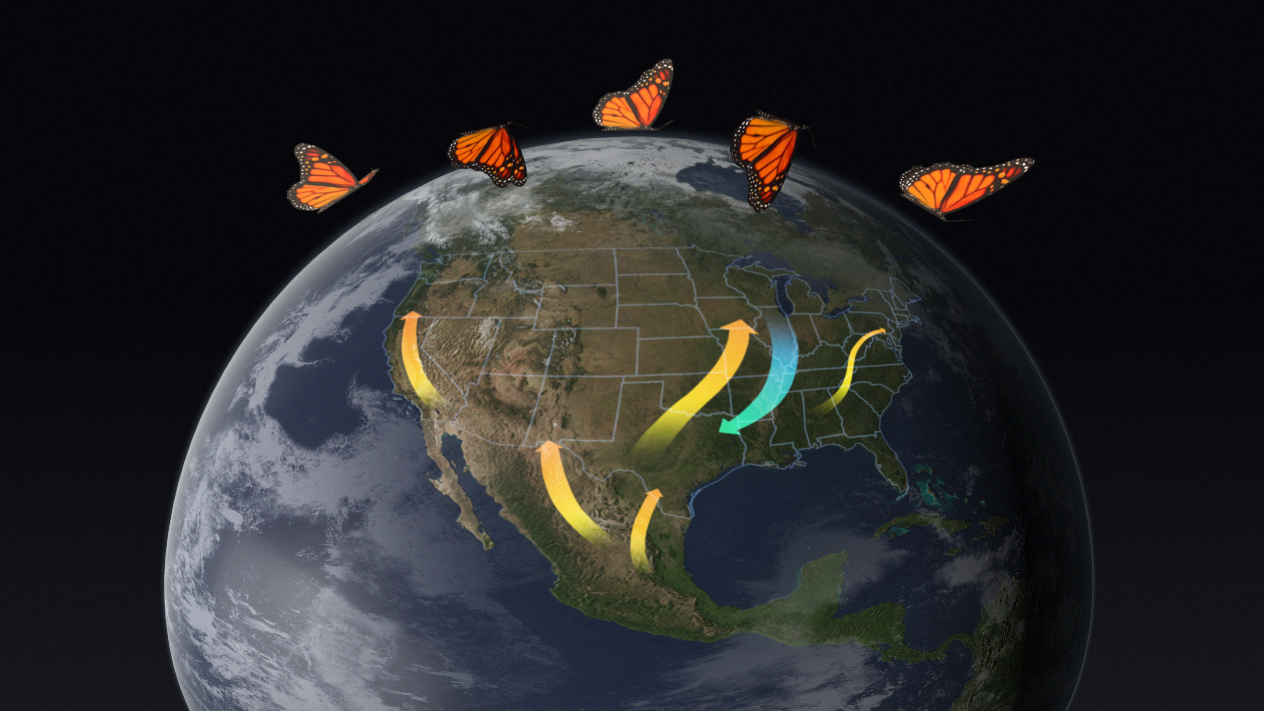 The Monarch Effect | A Story of Resilience — image 3